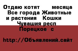 Отдаю котят. 1,5 месяца - Все города Животные и растения » Кошки   . Чувашия респ.,Порецкое. с.